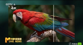 女统体